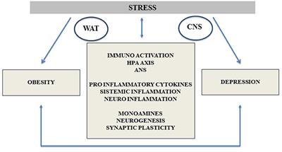 Depression and Obesity: Integrating the Role of Stress, Neuroendocrine Dysfunction and Inflammatory Pathways